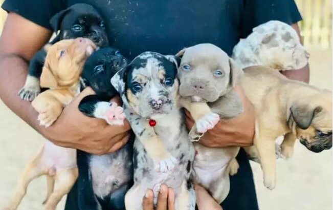 American Bully Puppies For Sale