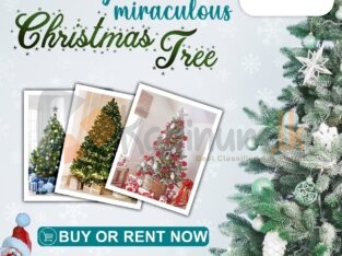 Rent Your Miraculous X’mas Tree!