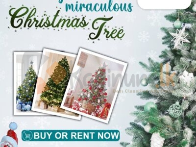 Rent Your Miraculous X’mas Tree!