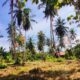 Land For Sale In MARAWILA