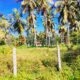 Land For Sale In MARAWILA